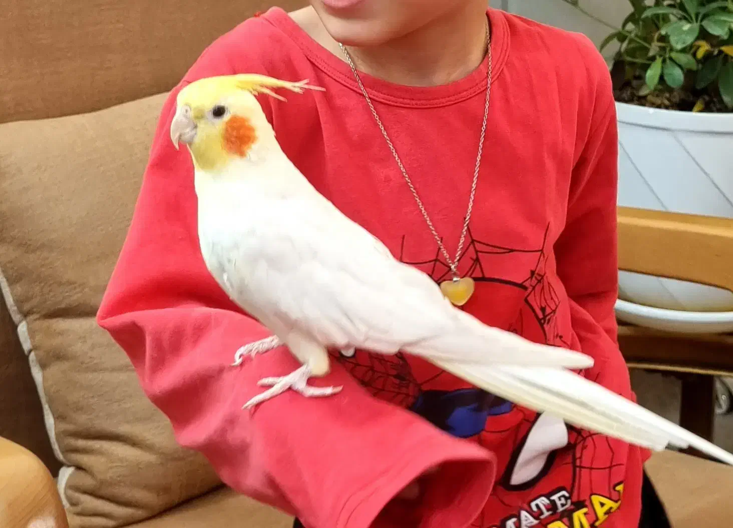 عروس هلندی|حیوانات|برازجان, |دیوار