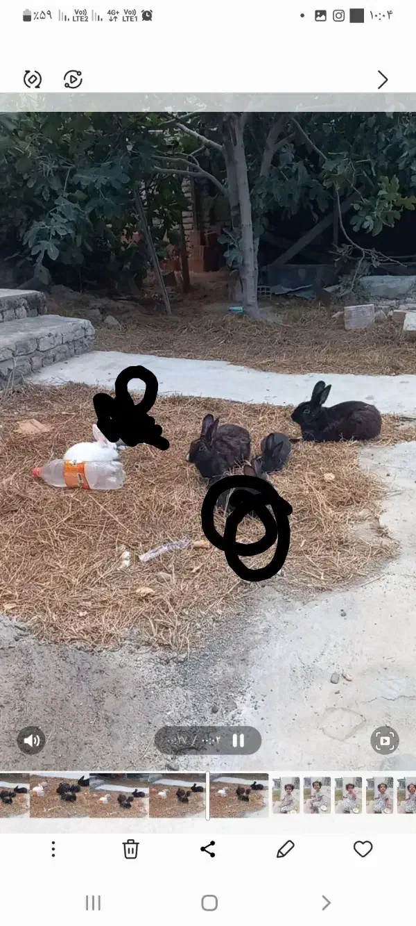 ۴ عدد خرگوش دو نر دو ماده|موش و خرگوش|گمیشان, |دیوار