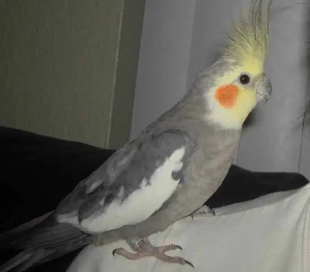 عروس هلندی گمشد|حیوانات|قم, سراجه (۱۵ خرداد)|دیوار