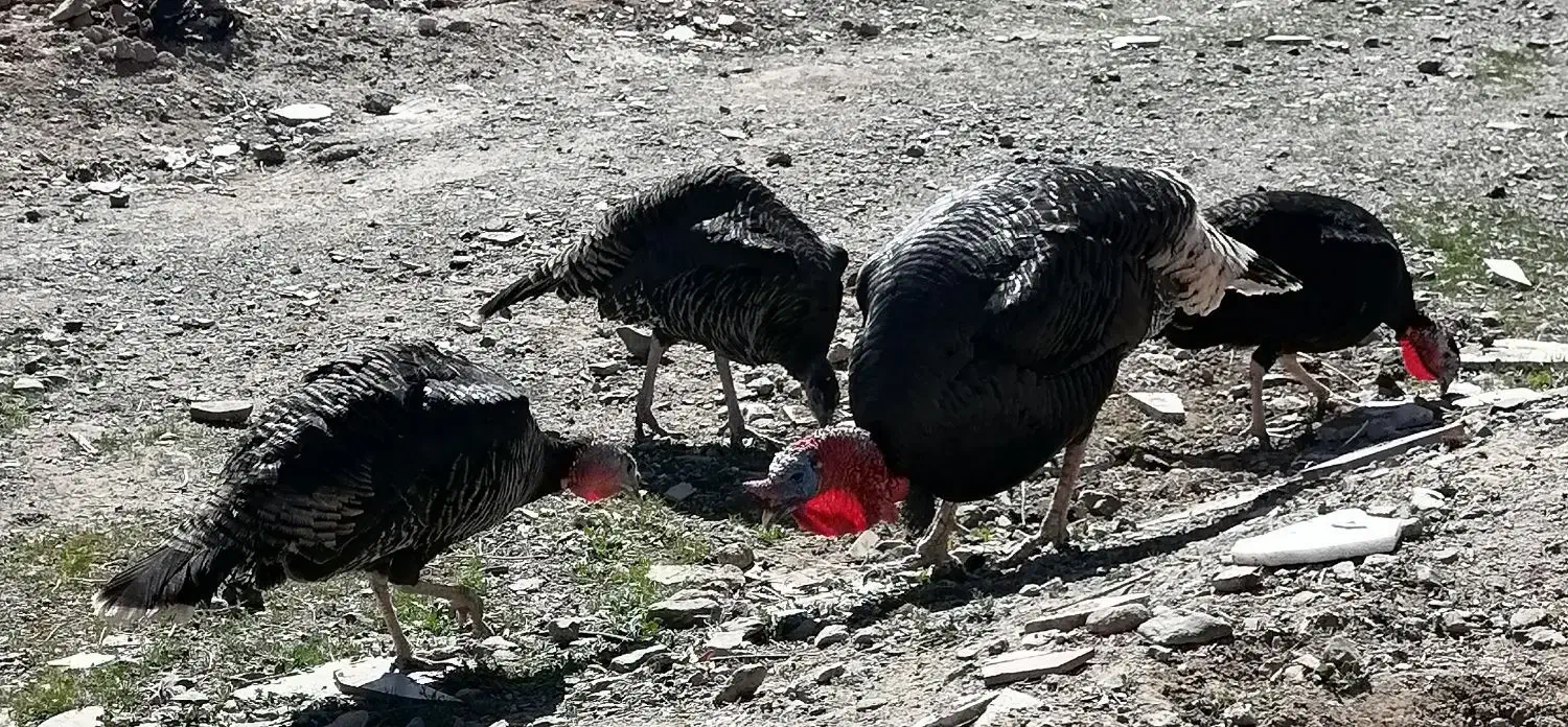 بوقلمون|حراج|قهستان, |دیوار