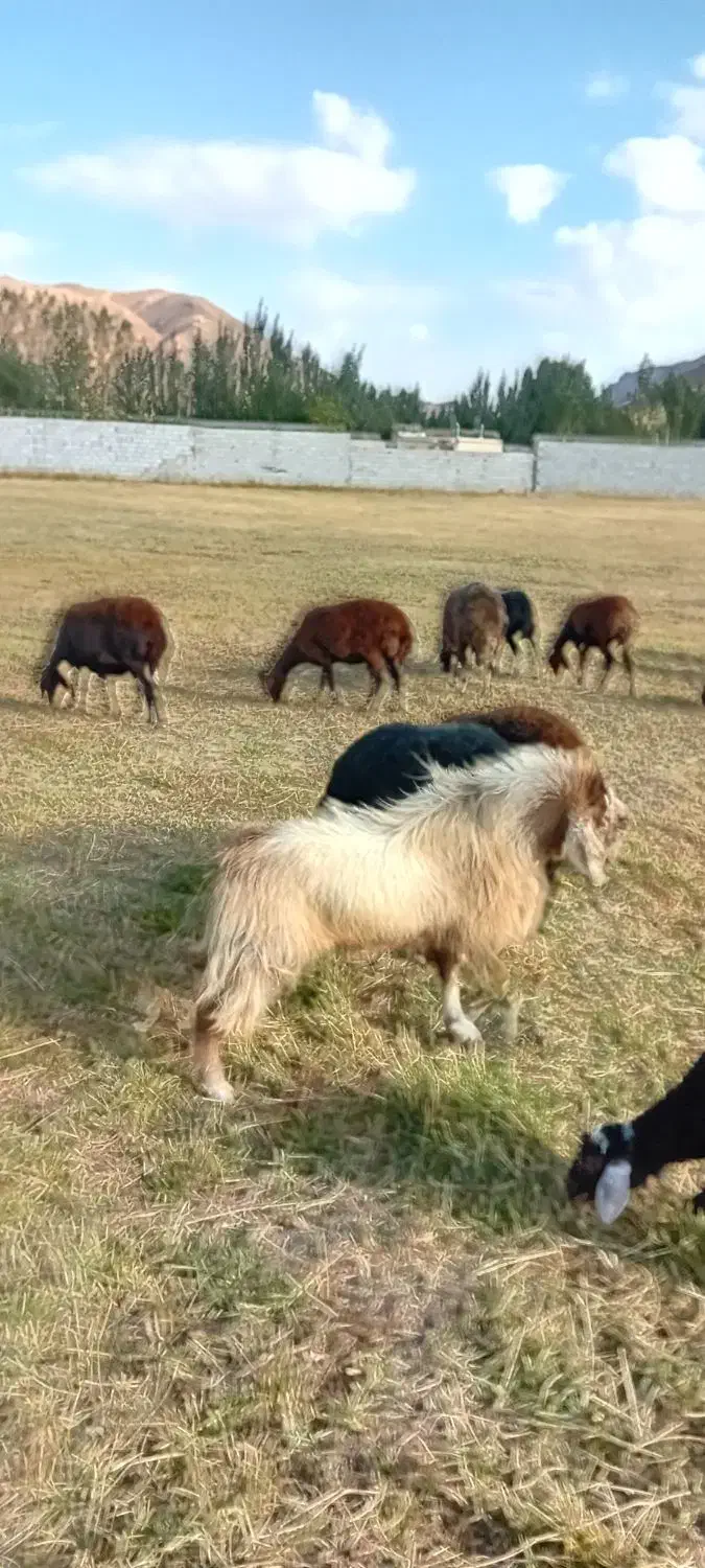 بز نر، تکه|حیوانات مزرعه|بستان آباد, |دیوار