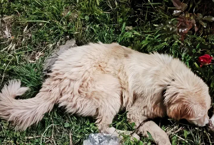 گلدن|سگ|سمنان, |دیوار