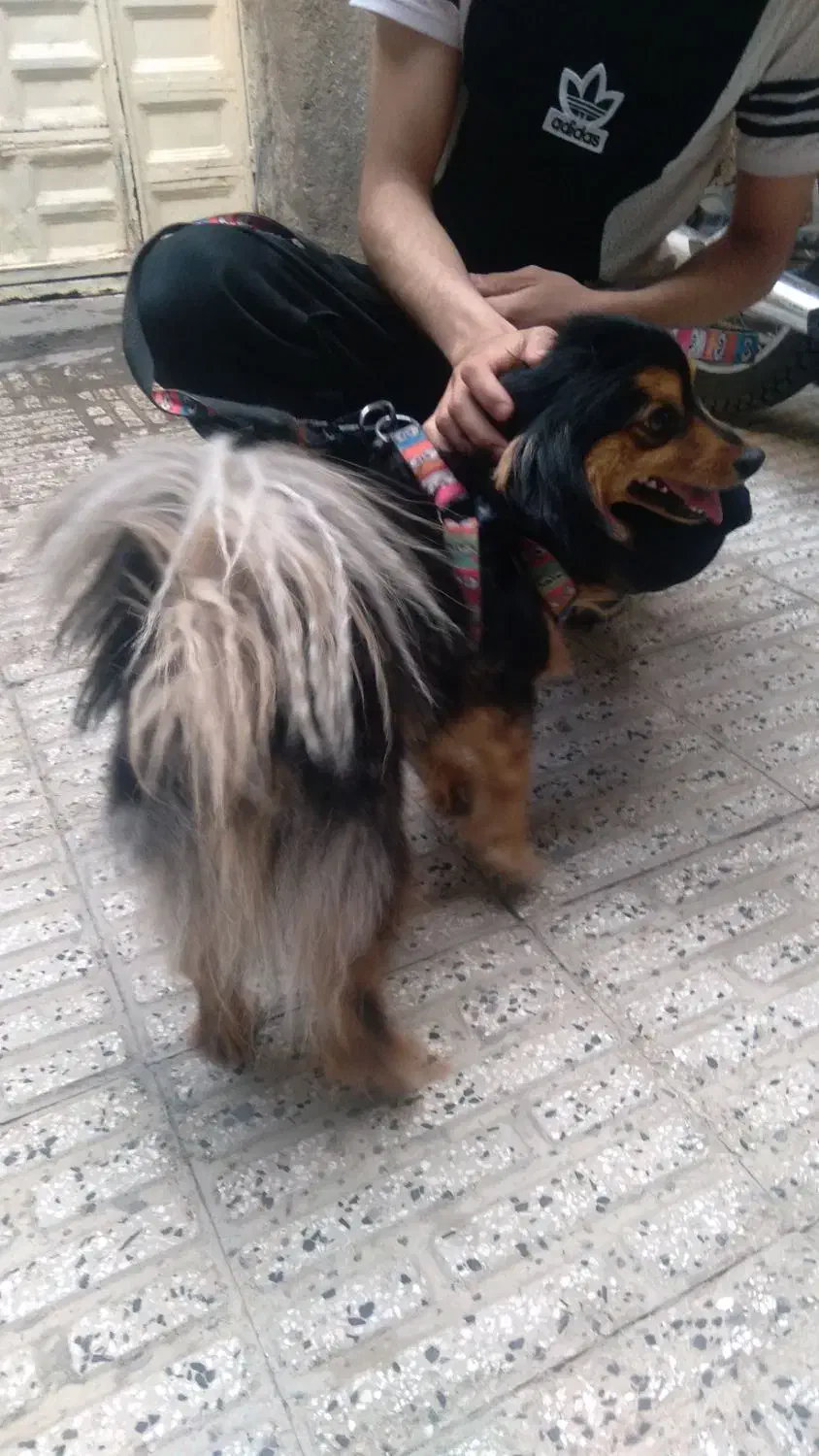 واگذاری سگ خونگی|سگ|باسمنج, |دیوار