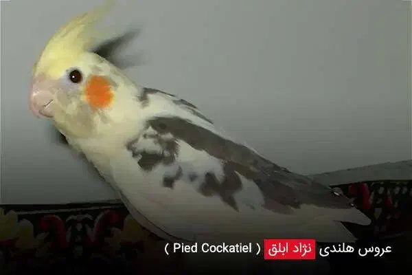 عروس هلندی گم شده|حیوانات|الوند, |دیوار