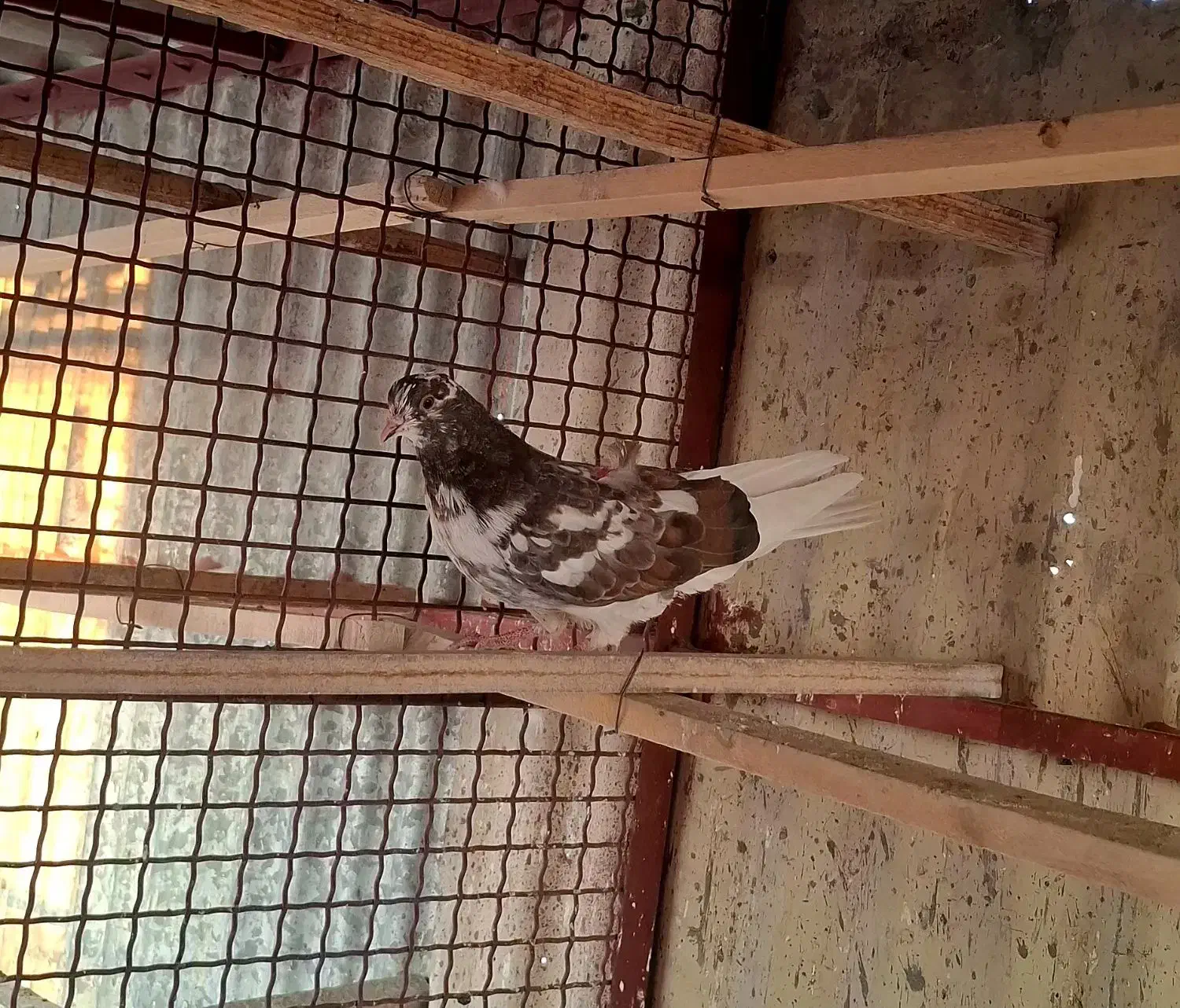 ۲تا جوجه|پرنده|تهران, کیانشهر|دیوار