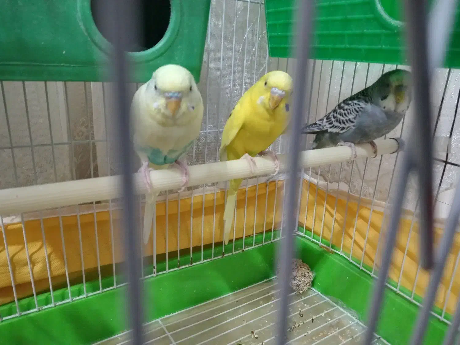 مرغ عشق|پرنده|سنندج, |دیوار