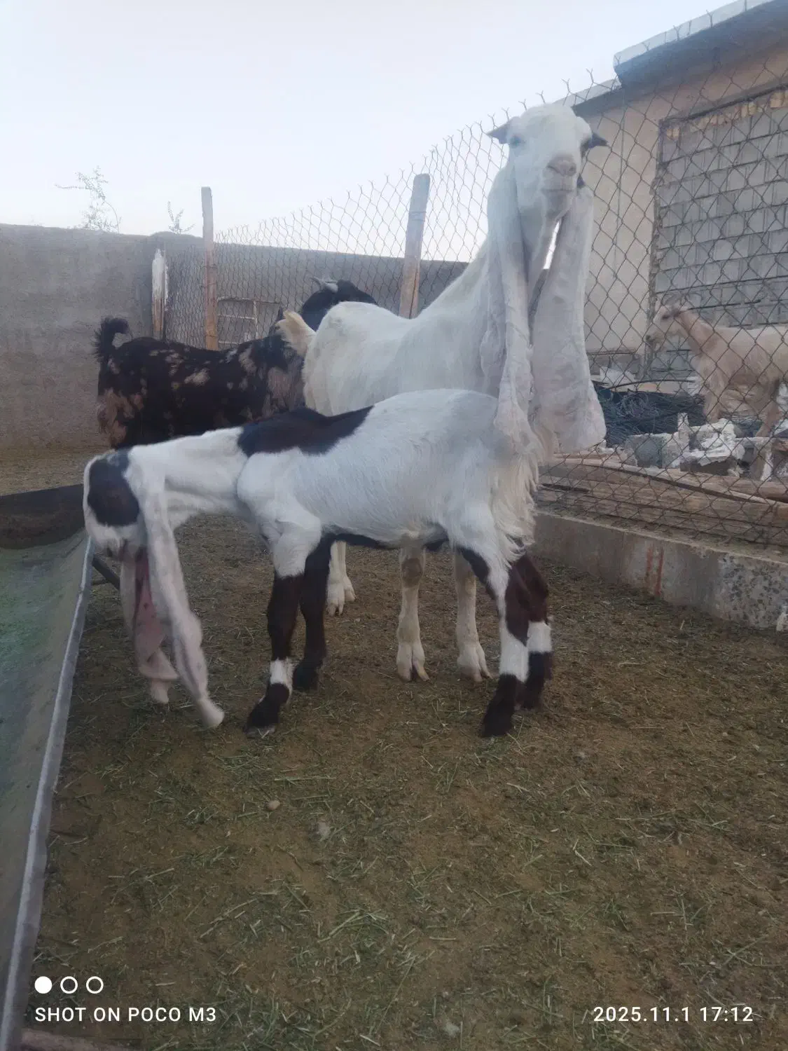 بز..کهره گلابی|حیوانات مزرعه|شیراز, کرونی(خاتونک)|دیوار