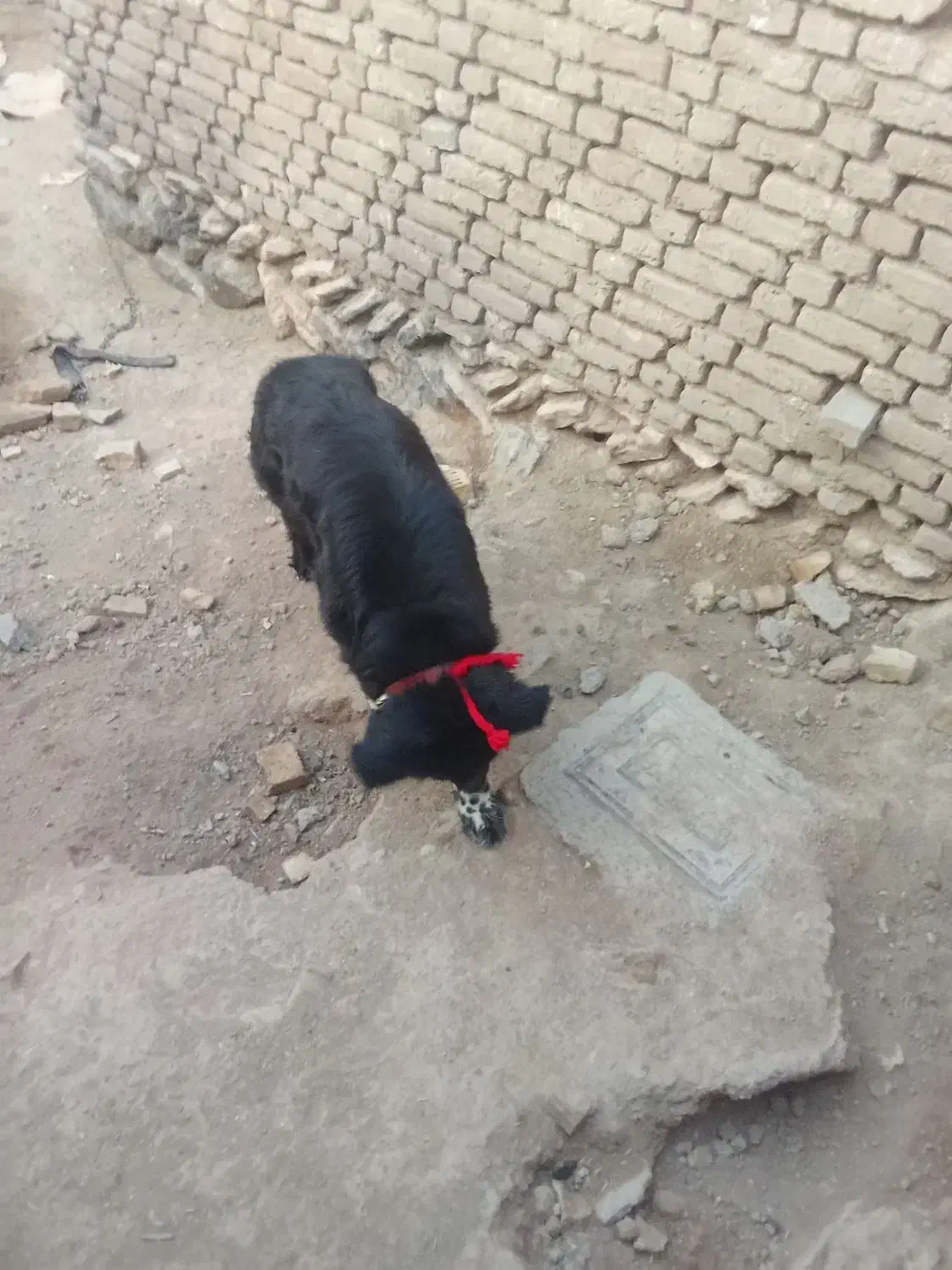 لاس|سگ|بروجن, |دیوار