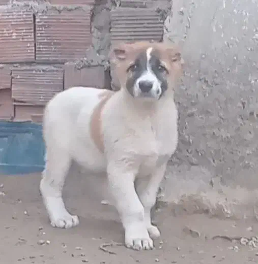 توله الابای نر|سگ|تهران, سلسبیل شمالی|دیوار