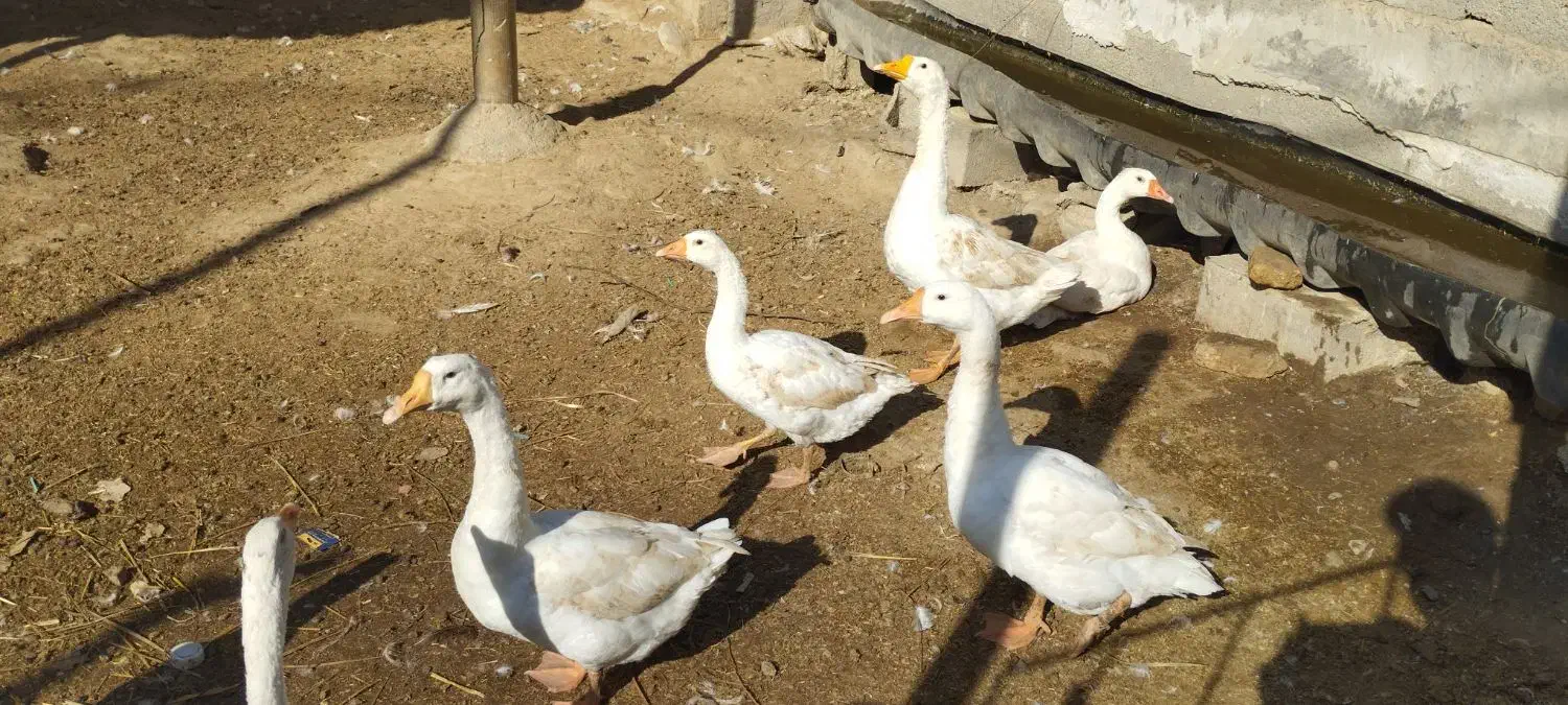 فروش قوغاز|حیوانات مزرعه|انبارآلوم, |دیوار