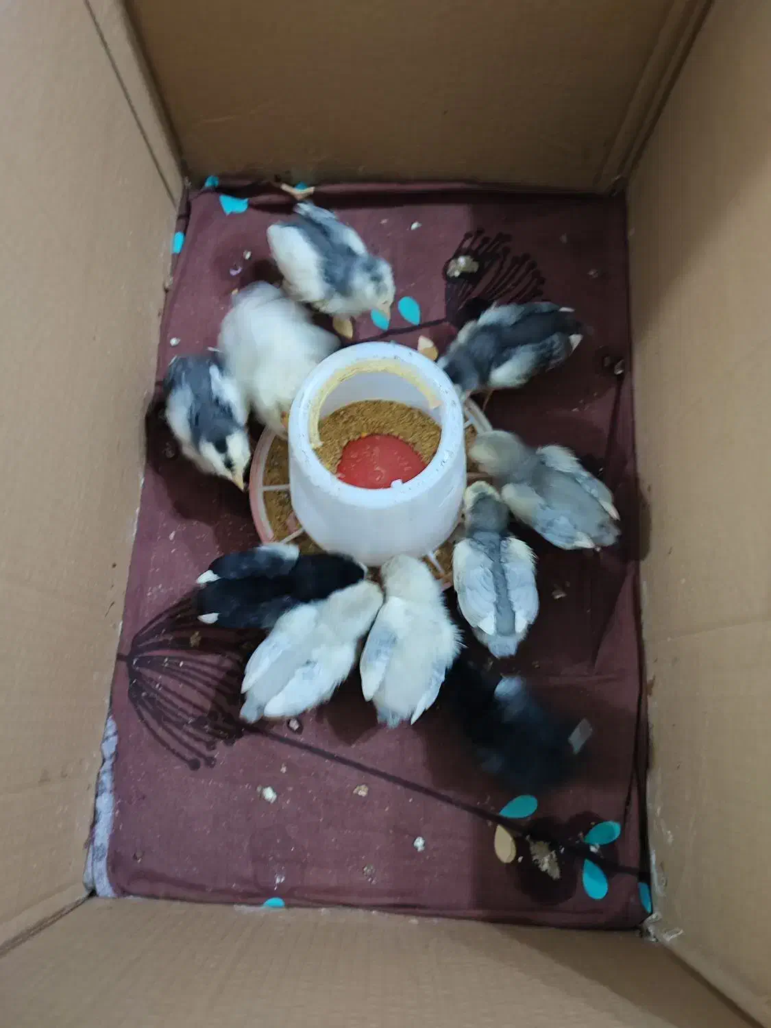 جوجه گلین|حیوانات مزرعه|شفت, |دیوار