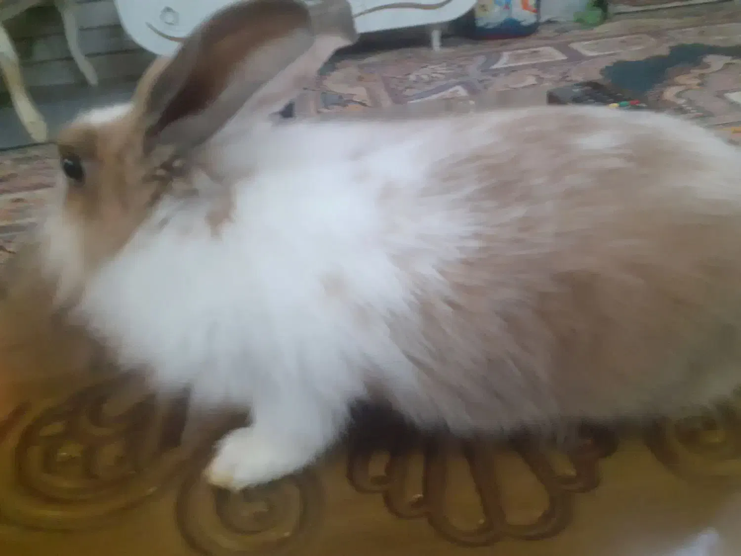 خرگوش|موش و خرگوش|ساوه, |دیوار