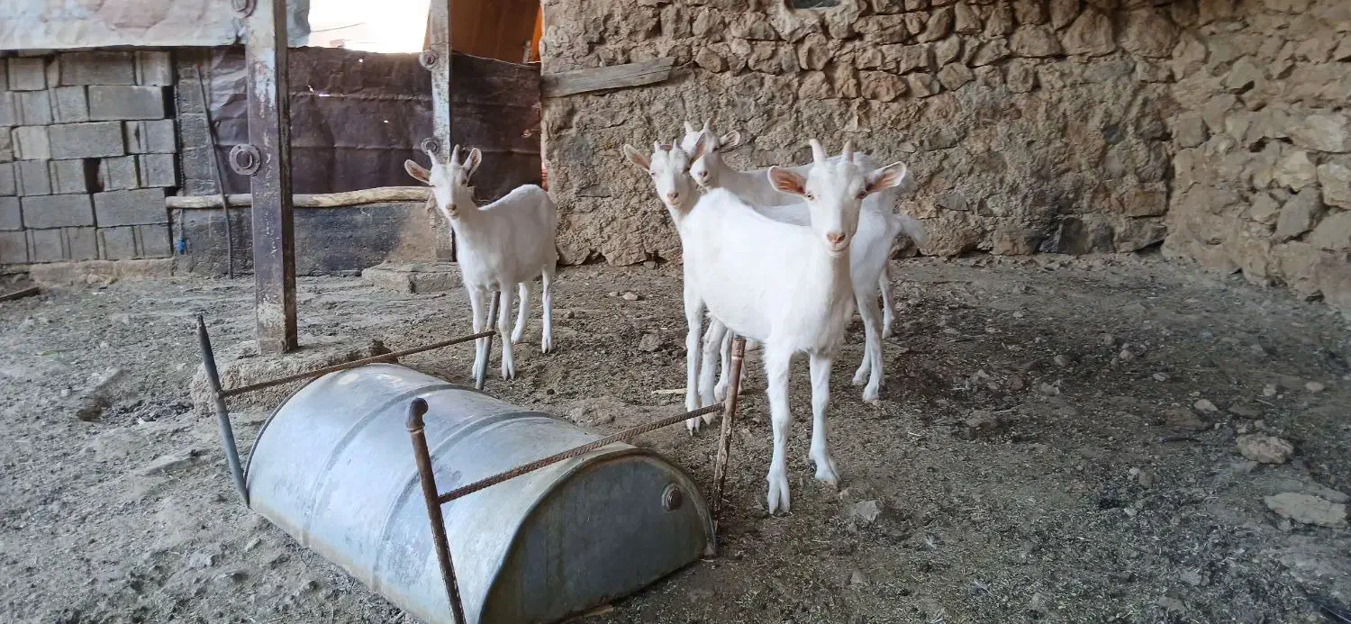 کهره سانن|حیوانات مزرعه|شیراز, داریون|دیوار