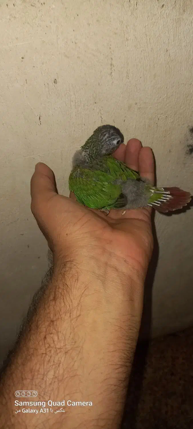 جوجه گرینچیک ۲۵ روزه و جوجه عروس هلندی ۲۰ روزه|پرنده|چمران, |دیوار