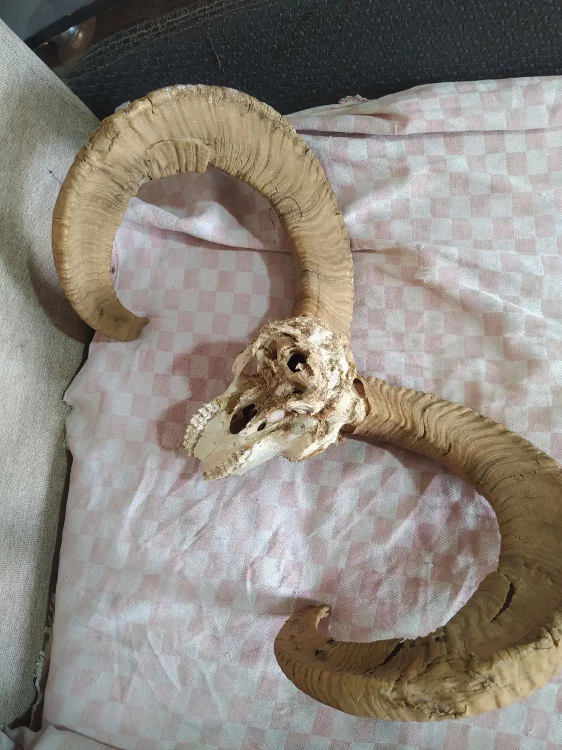 شاخ|مجسمه، تندیس، ماکت|بیرجند, |دیوار