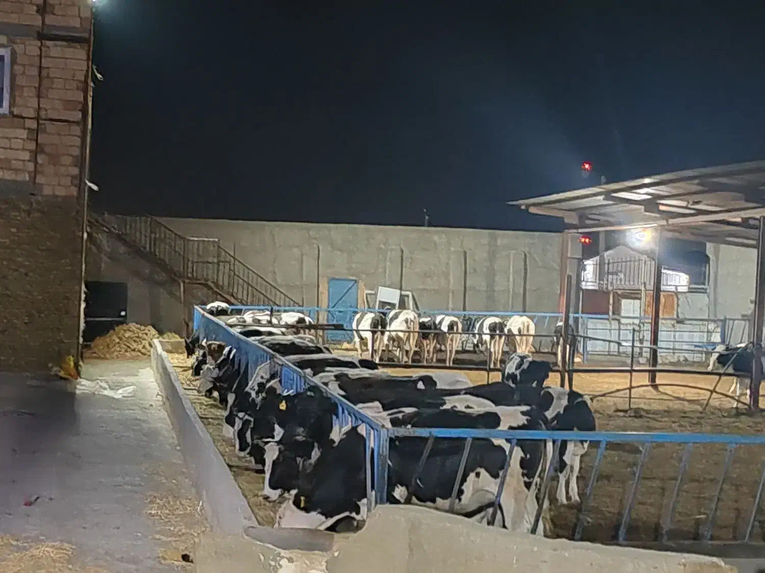 فروش گوساله و تلیسه|حیوانات مزرعه|سبزوار, قصبه غربی|دیوار