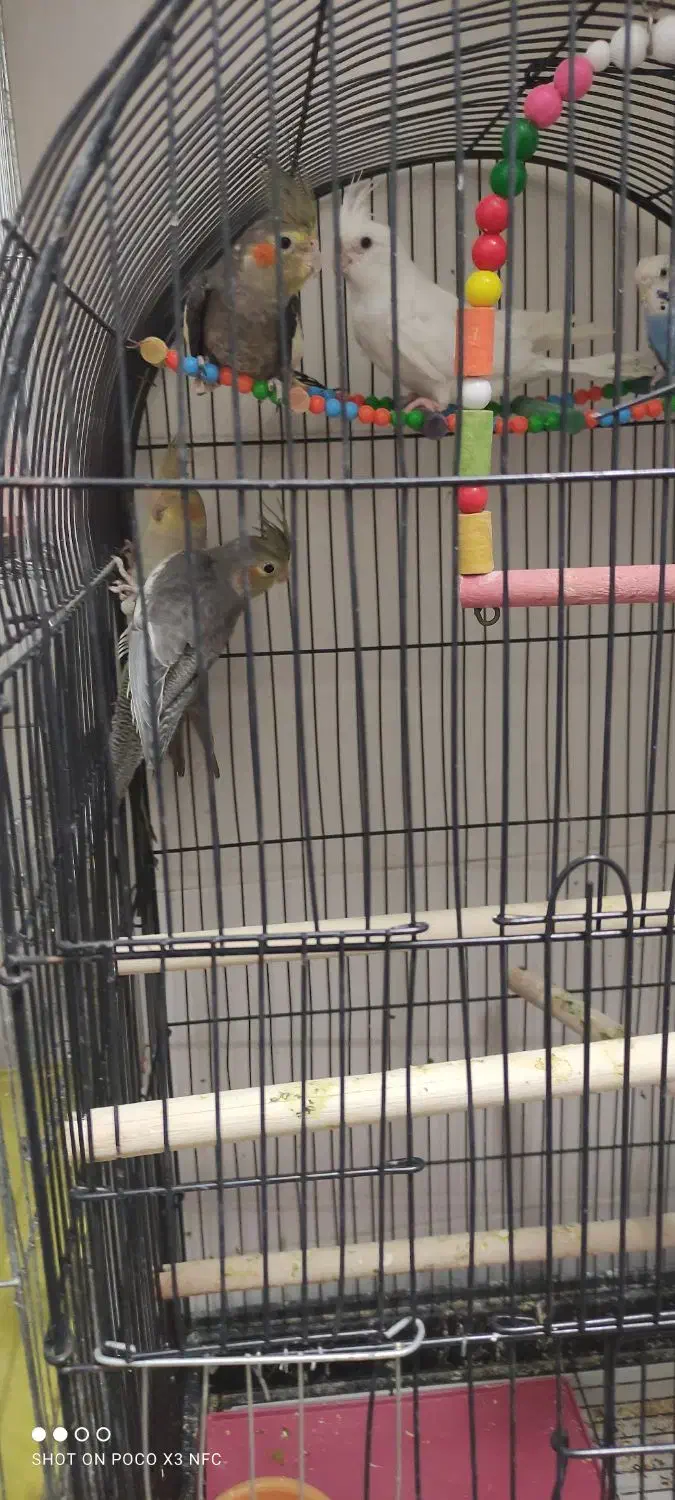 عروس هلندی|پرنده|بهار, |دیوار