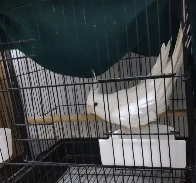 آلبینو چشم شرابی|پرنده|ایلام, |دیوار