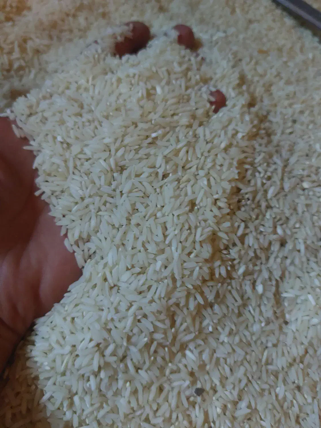 برنج هاشمی امسال|خوردنی و آشامیدنی|کوچصفهان, |دیوار