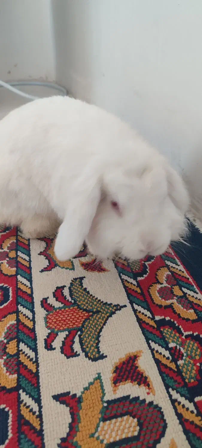 خرگوش سفید|موش و خرگوش|چهارباغ, |دیوار