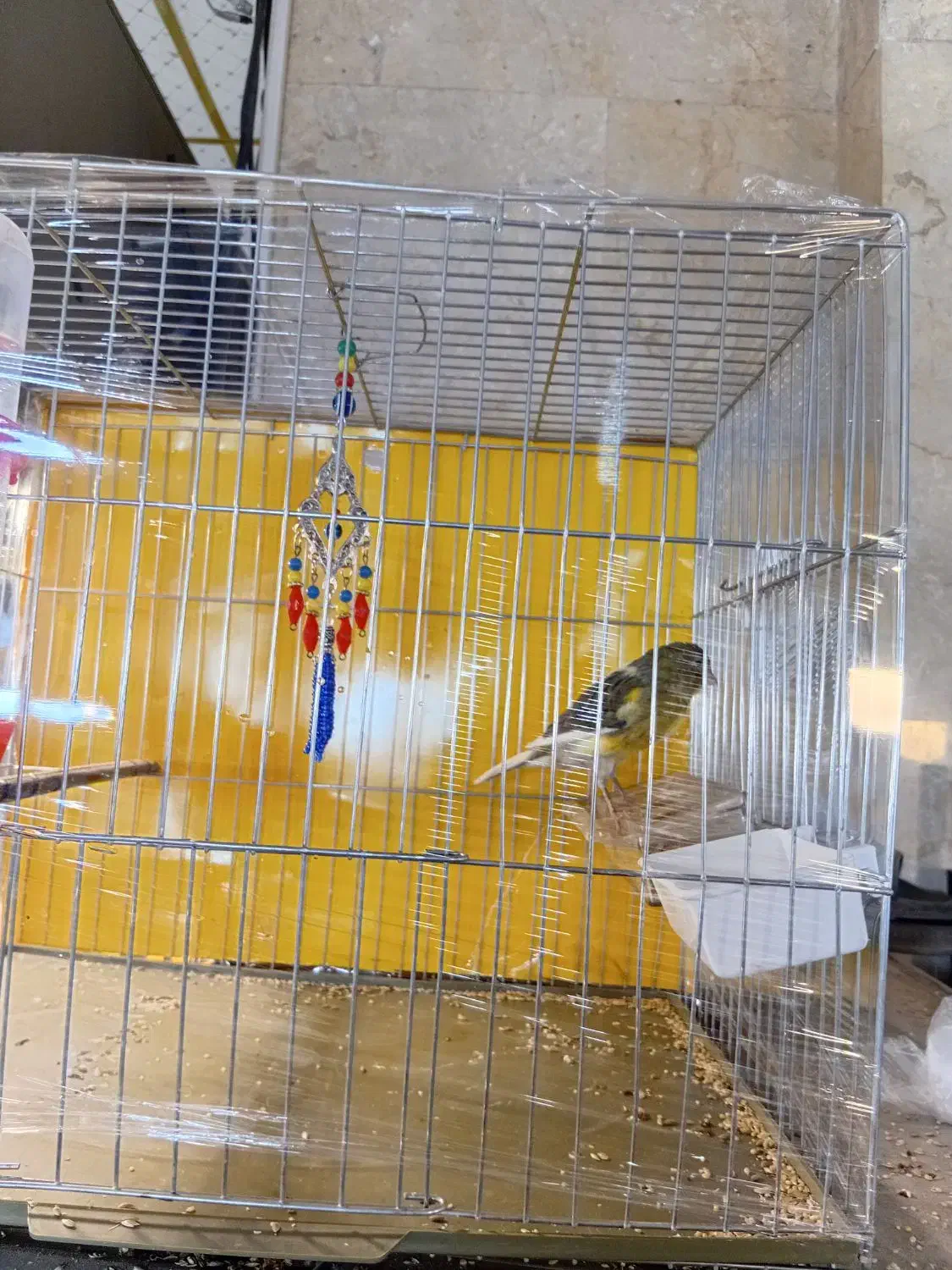 قنار نر مست سفت خون اماده جفت زدن|پرنده|تهران, جنتآباد مرکزی|دیوار