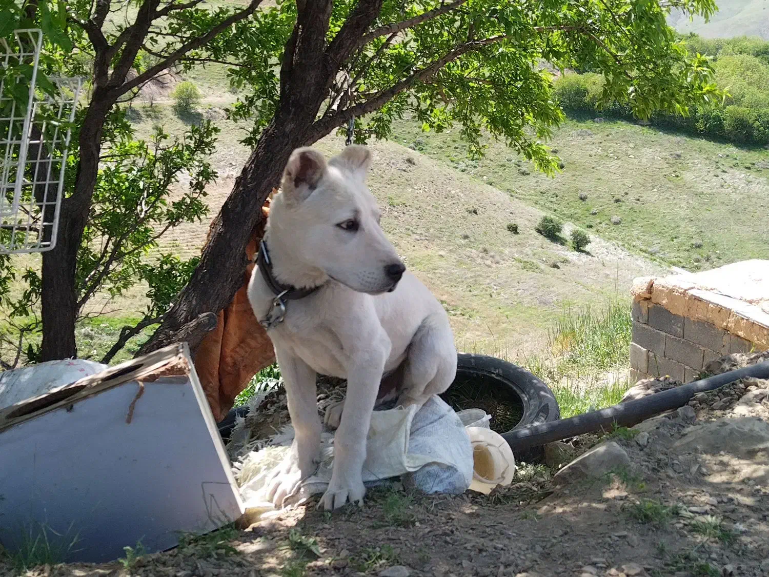 سگ گمشده|حیوانات|سنندج, |دیوار