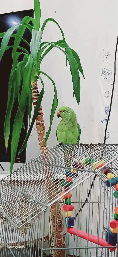 طوطی ملنگو نر  سه ماهه|پرنده|اهواز, کوی پلیس|دیوار