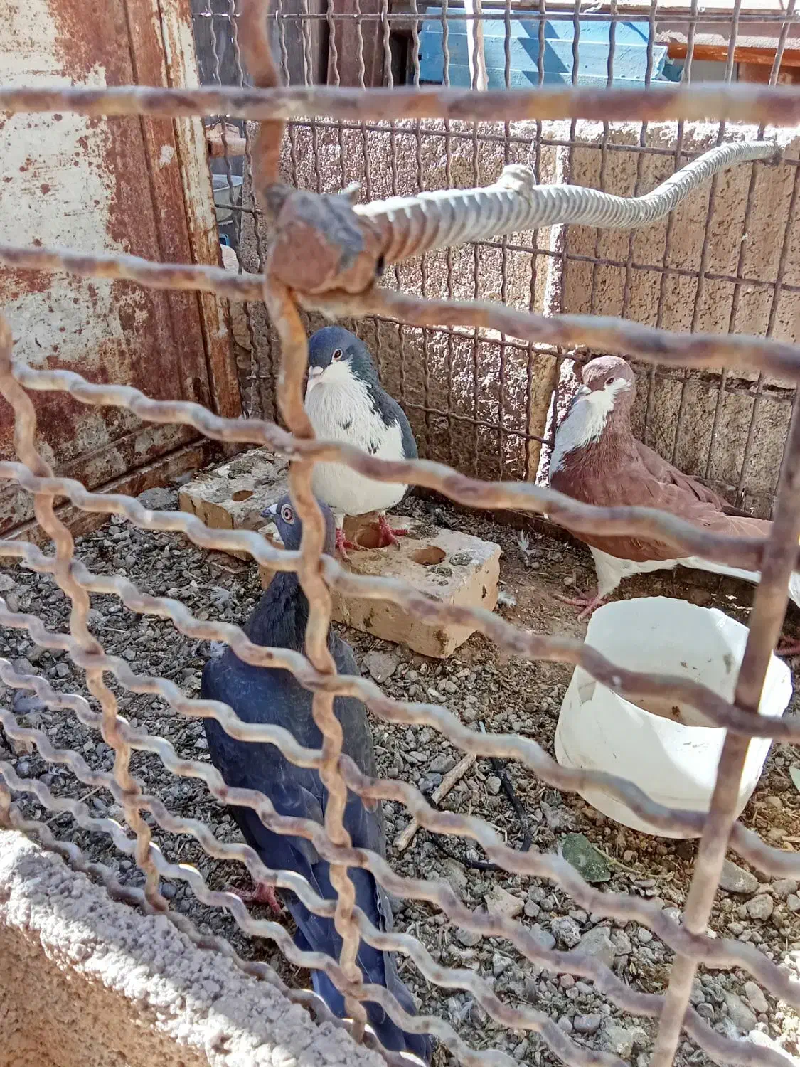 هفت عددکبوترمشتی|پرنده|بالا ولایت, |دیوار