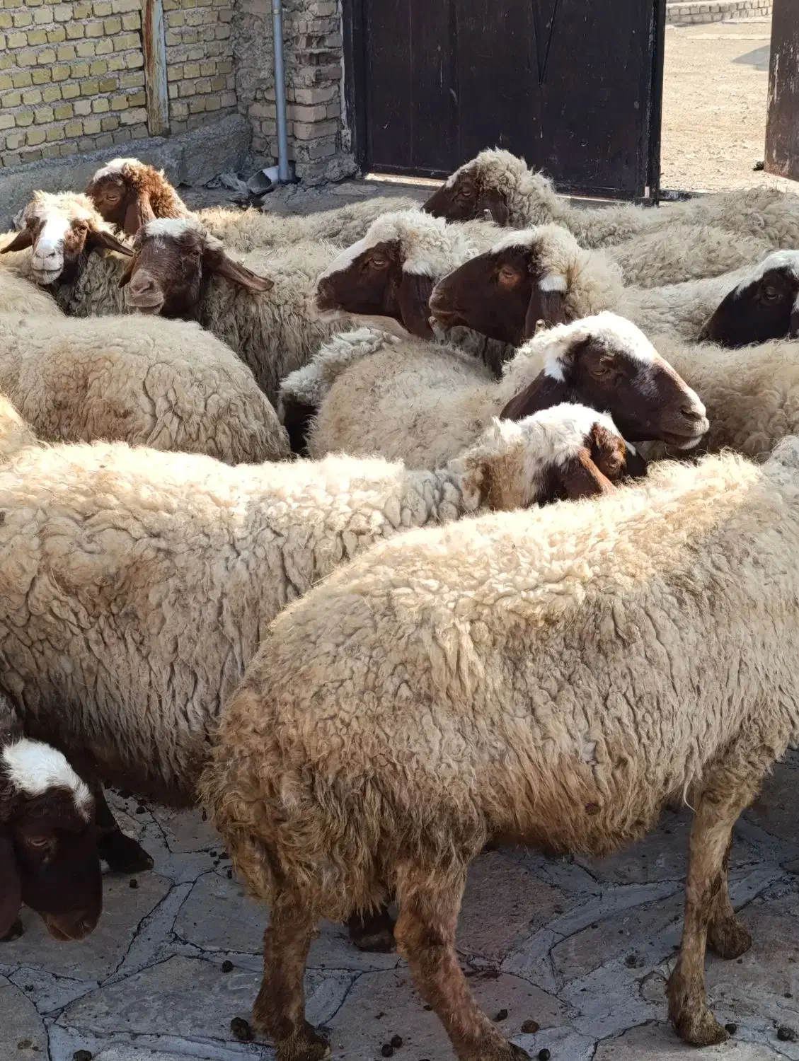 گوسفند اصیل سنجابی|حیوانات مزرعه|ماهیدشت, |دیوار