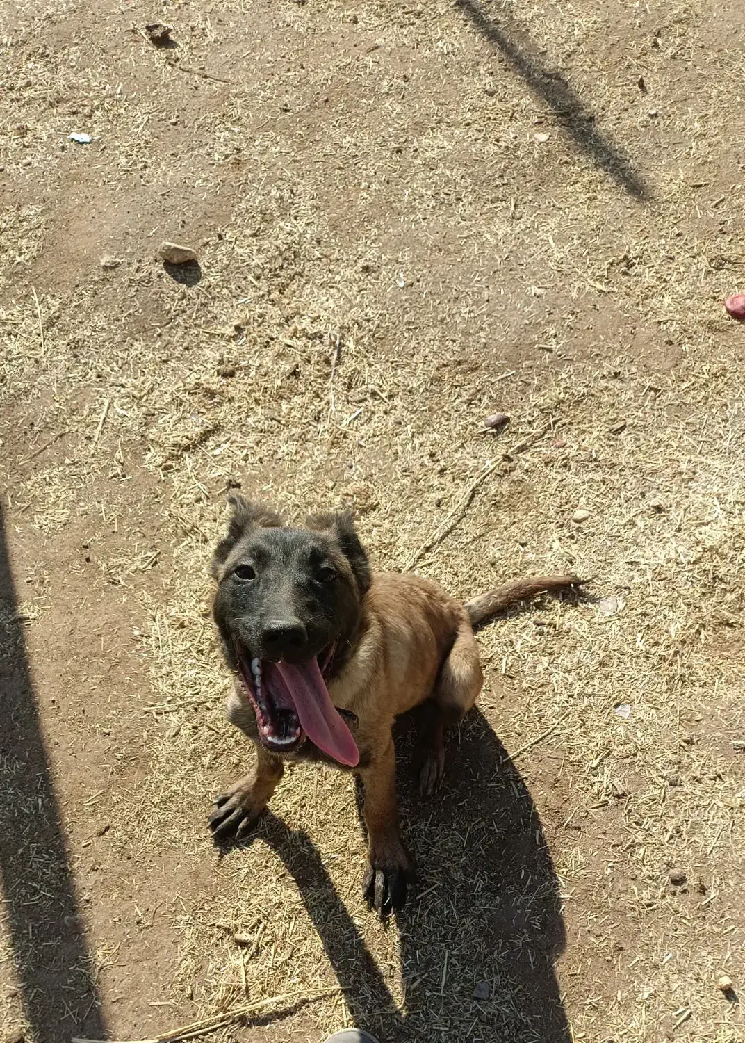 مالینویز|سگ|زارچ, |دیوار