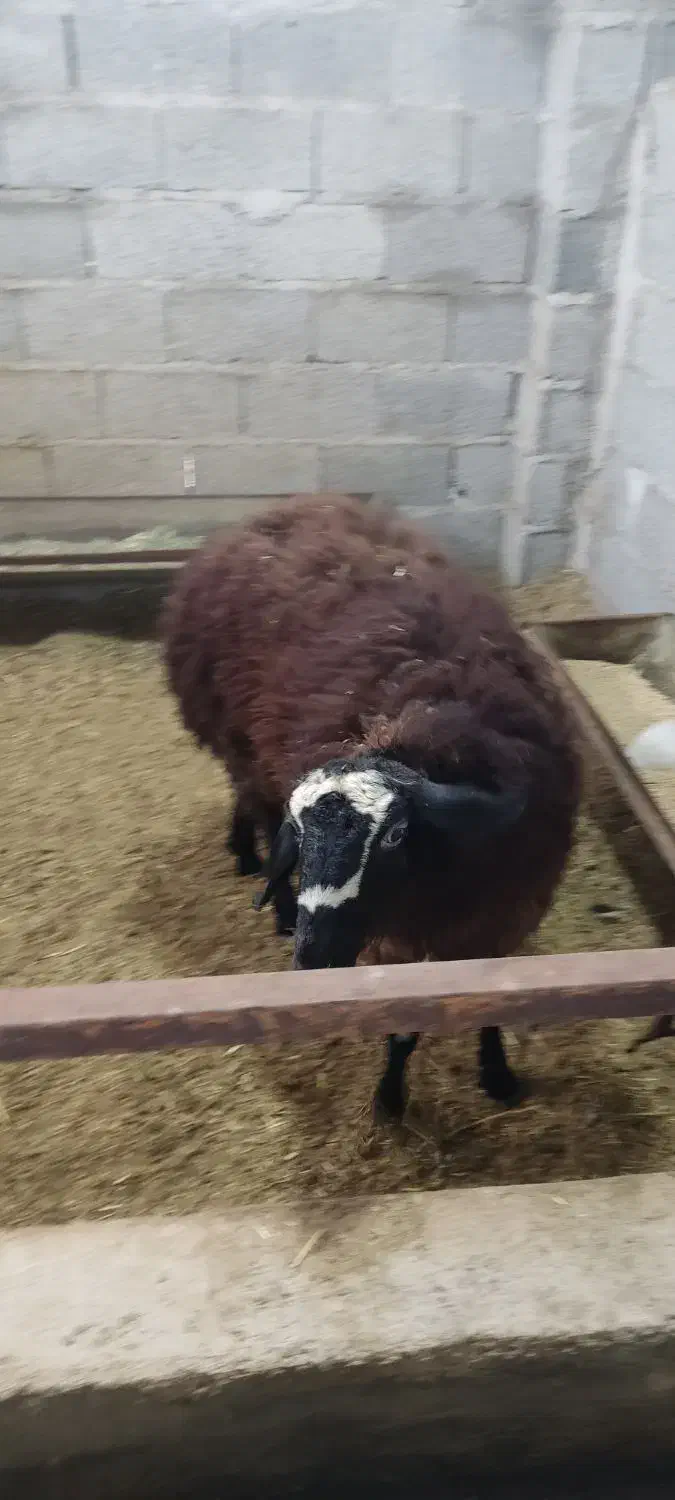 فروش گوسفند شال اصیل|حیوانات مزرعه|شفت, |دیوار