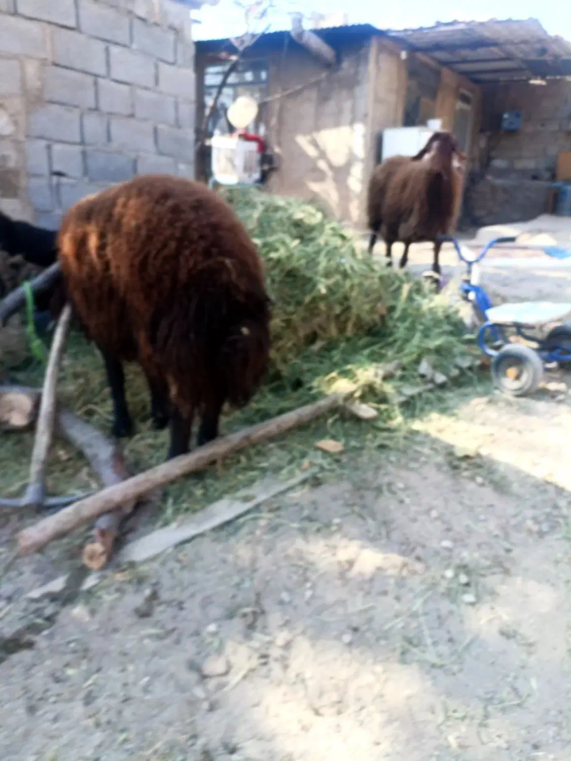 بره قوچ هترو|حیوانات مزرعه|هشتگرد, فشند|دیوار