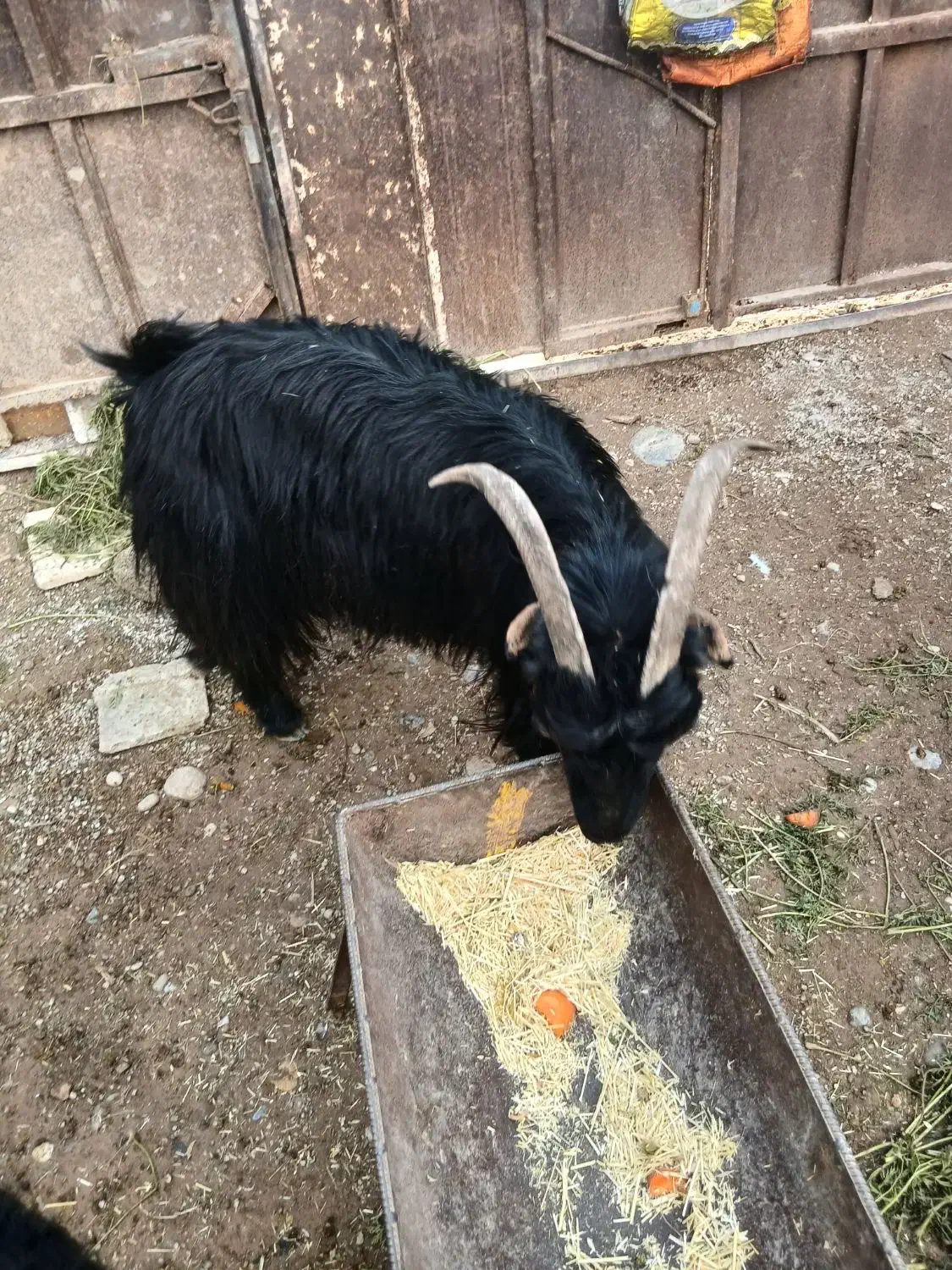 ۳ عدد بز|حیوانات مزرعه|دزفول, |دیوار