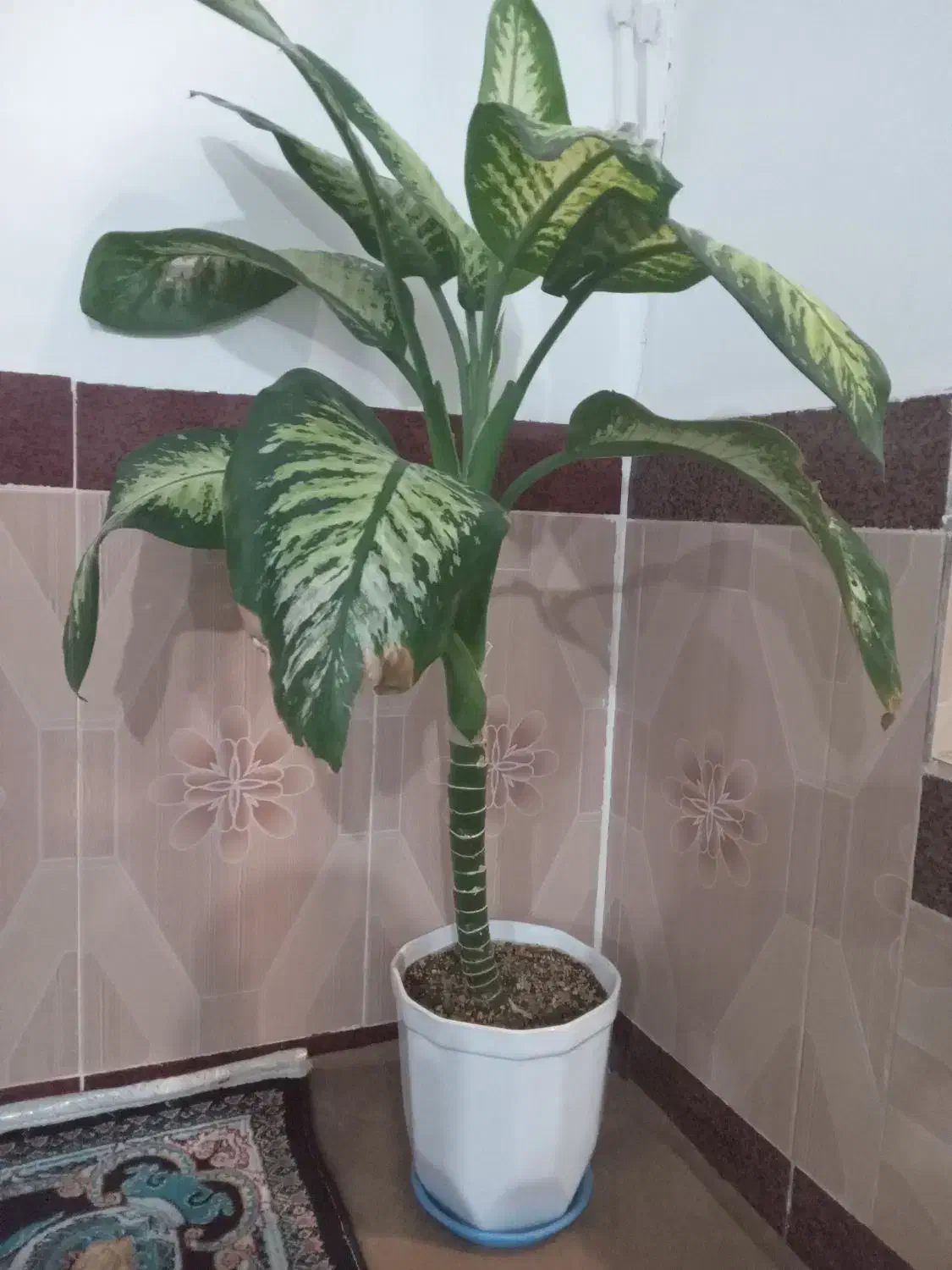 گل (دی فِن باخیا)|گل و گیاه طبیعی|عجب شیر, |دیوار