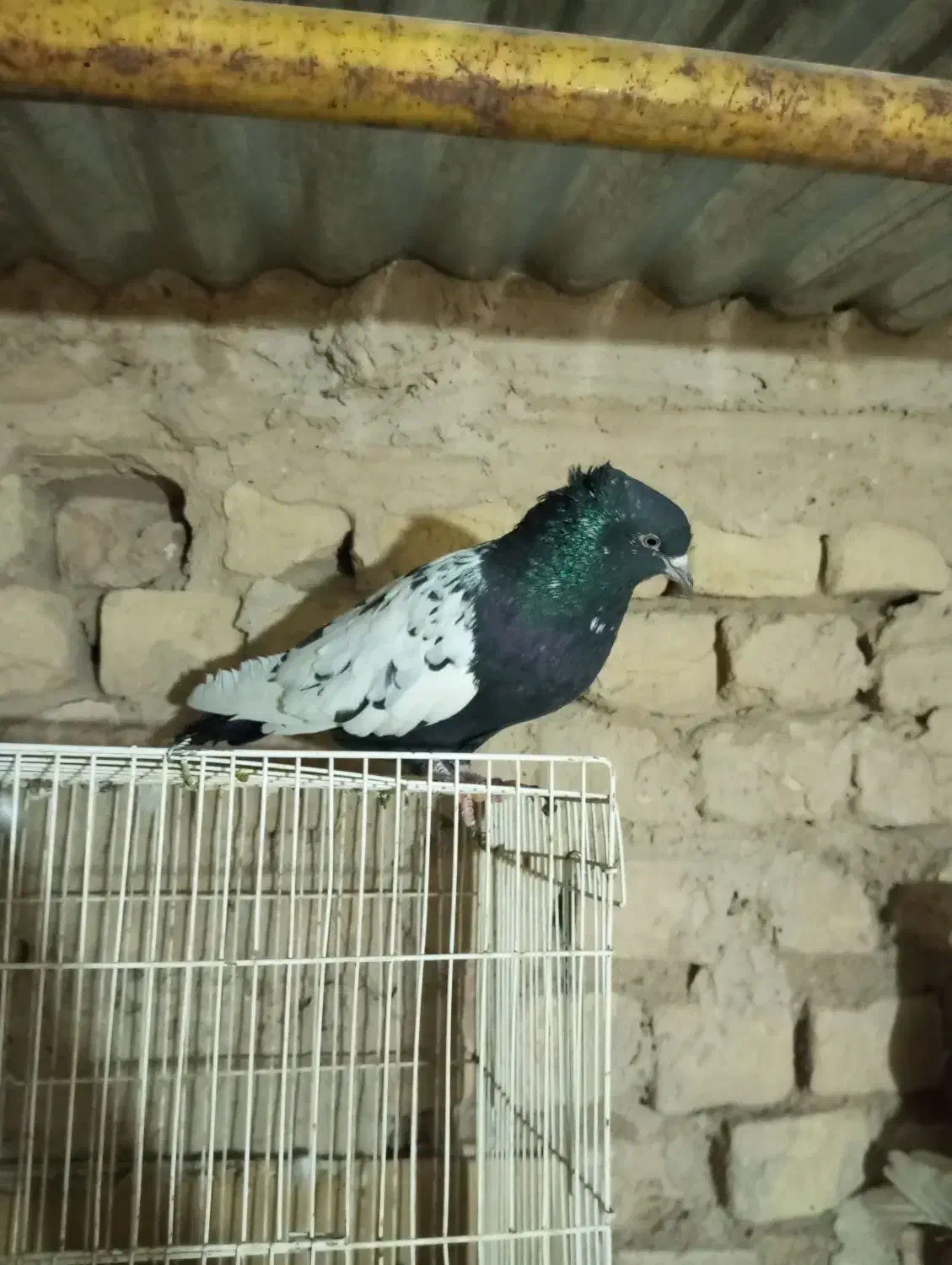 یک عدد کفتر سینه سیا|پرنده|بردسکن, |دیوار