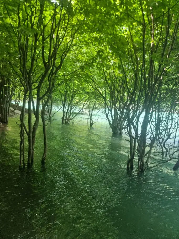 زمین شهرک پردیس فروشی فوری|فروش زمین و ملک کلنگی|نیشابور, شهرک پردیس|دیوار