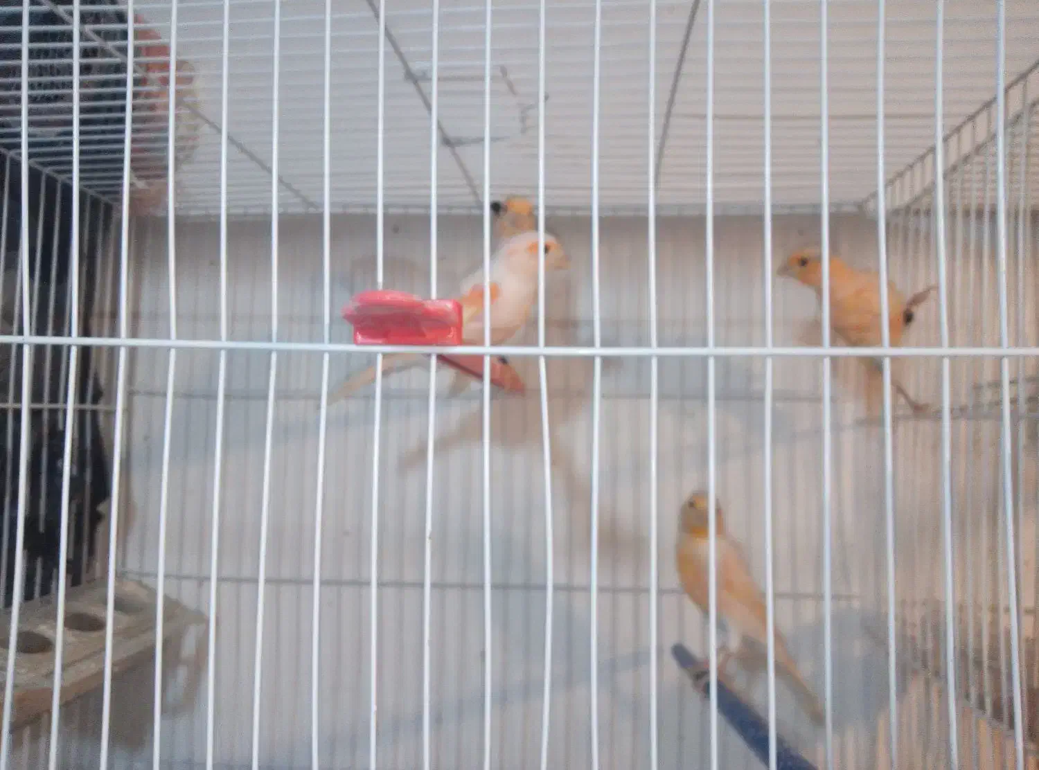 قناری نر وماده فروش فوری|پرنده|مشهد, نیزه|دیوار