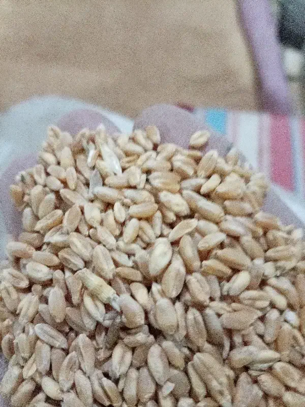 گندم|لوازم جانبی حیوانات|مشهد, انصار|دیوار