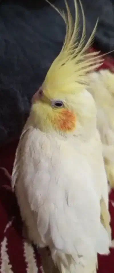 طوطی هلندی|پرنده|بهبهان, |دیوار