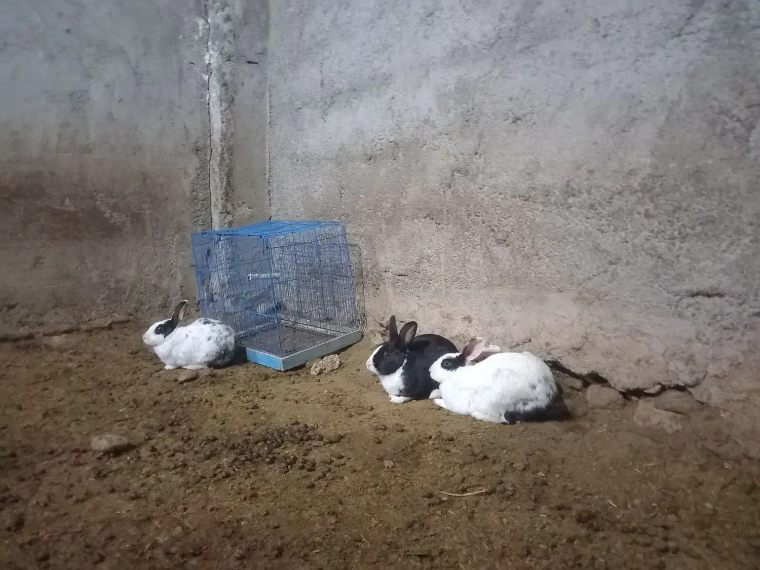 خرگوش|موش و خرگوش|قوچان, |دیوار