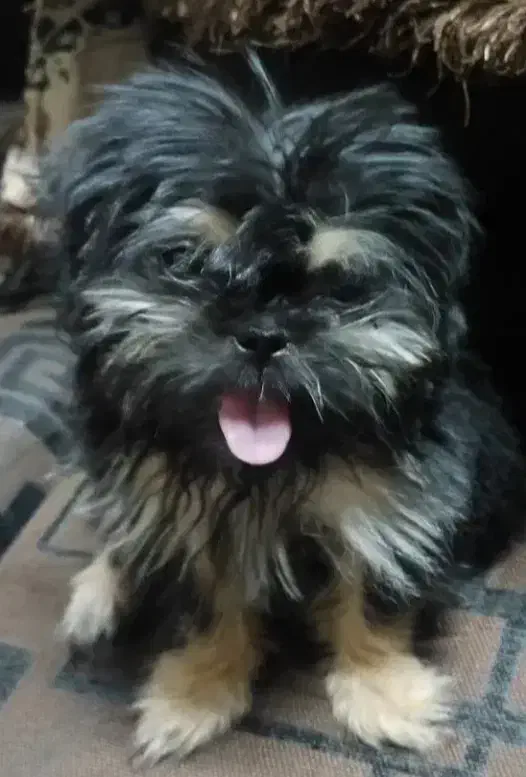 واگذاری توله شیتزو|سگ|میناب, |دیوار