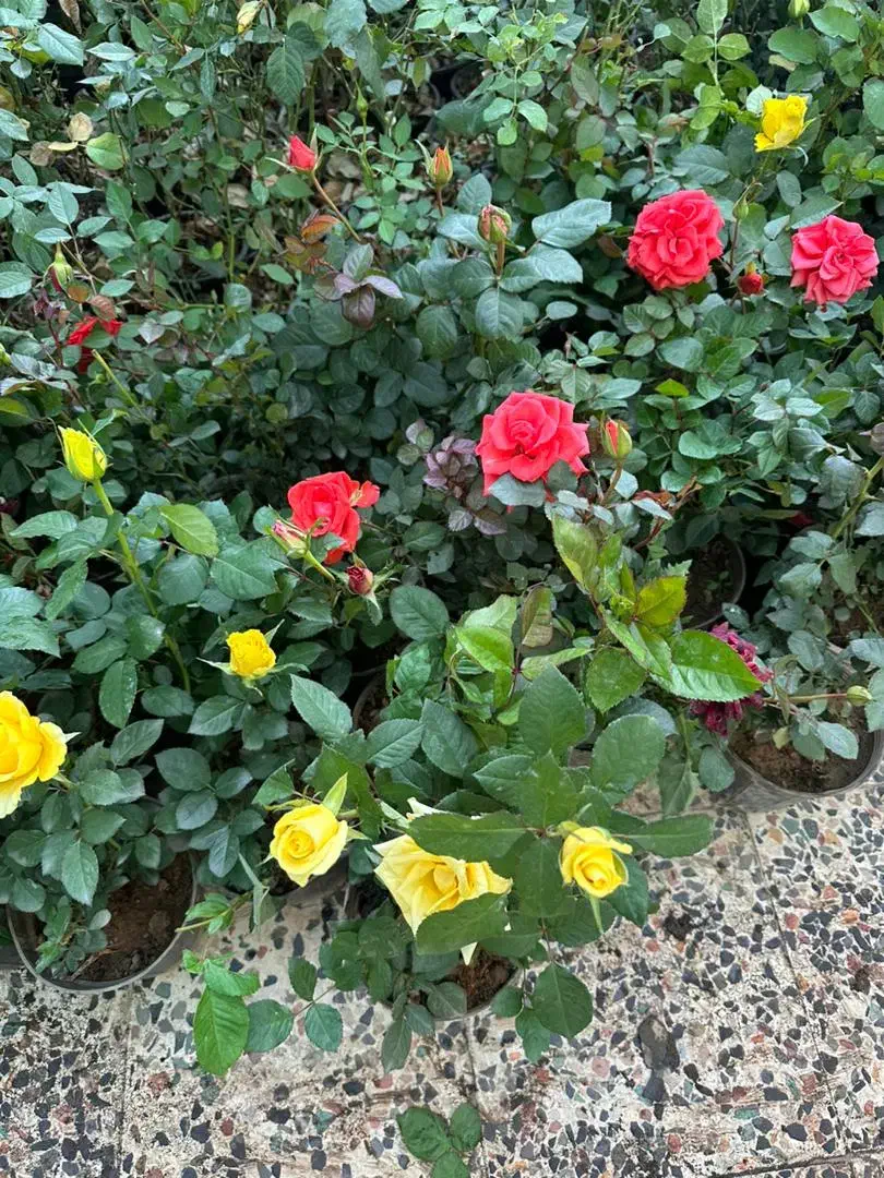 فروش ویژه گل رز و گل ها باغچه ای|گل و گیاه طبیعی|کازرون, |دیوار