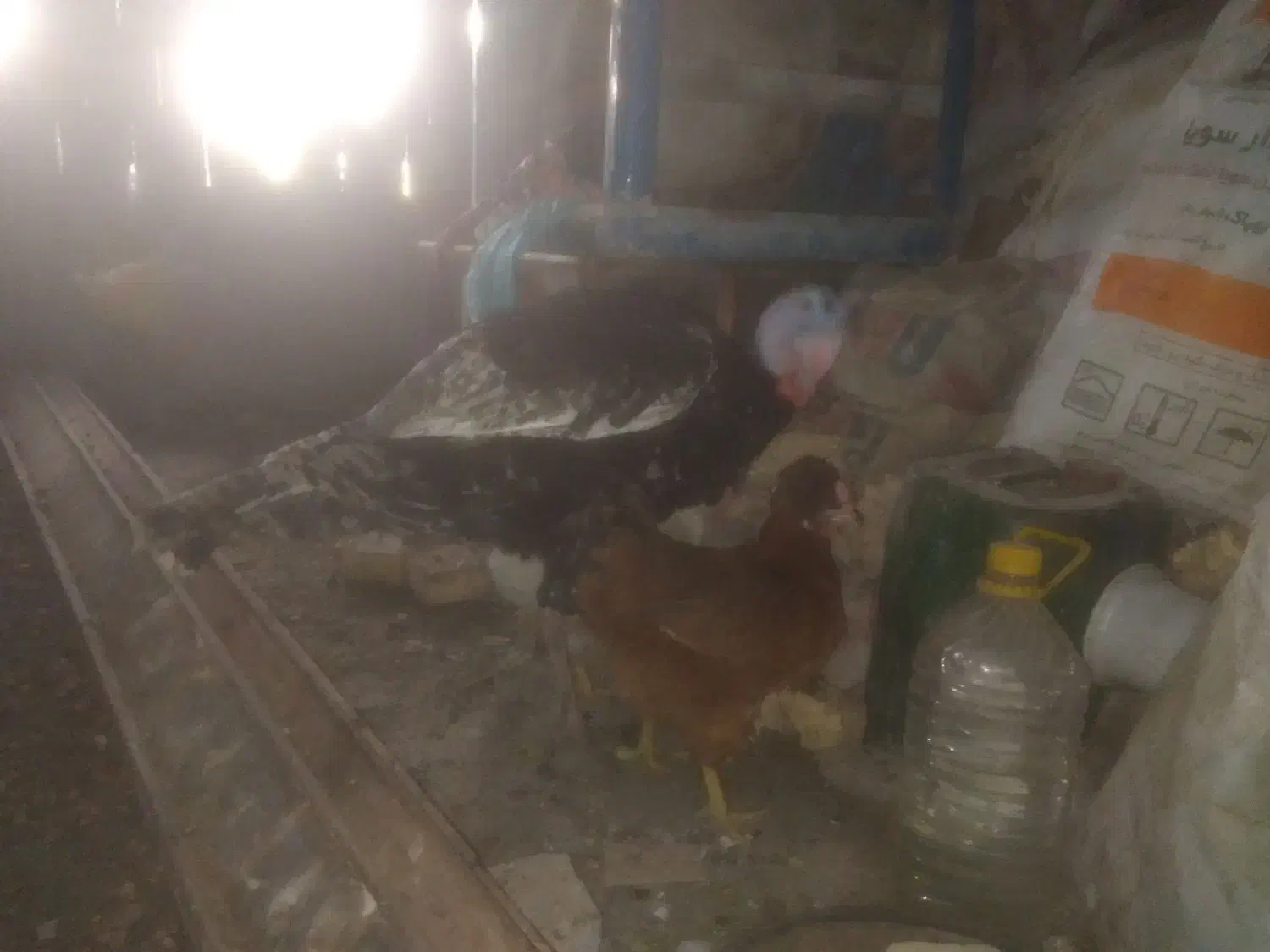 بوقلمون|حیوانات مزرعه|مشهد, پنجتن|دیوار