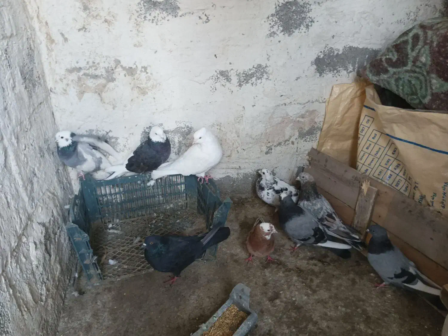 کبوتر|پرنده|سیلوانه, |دیوار