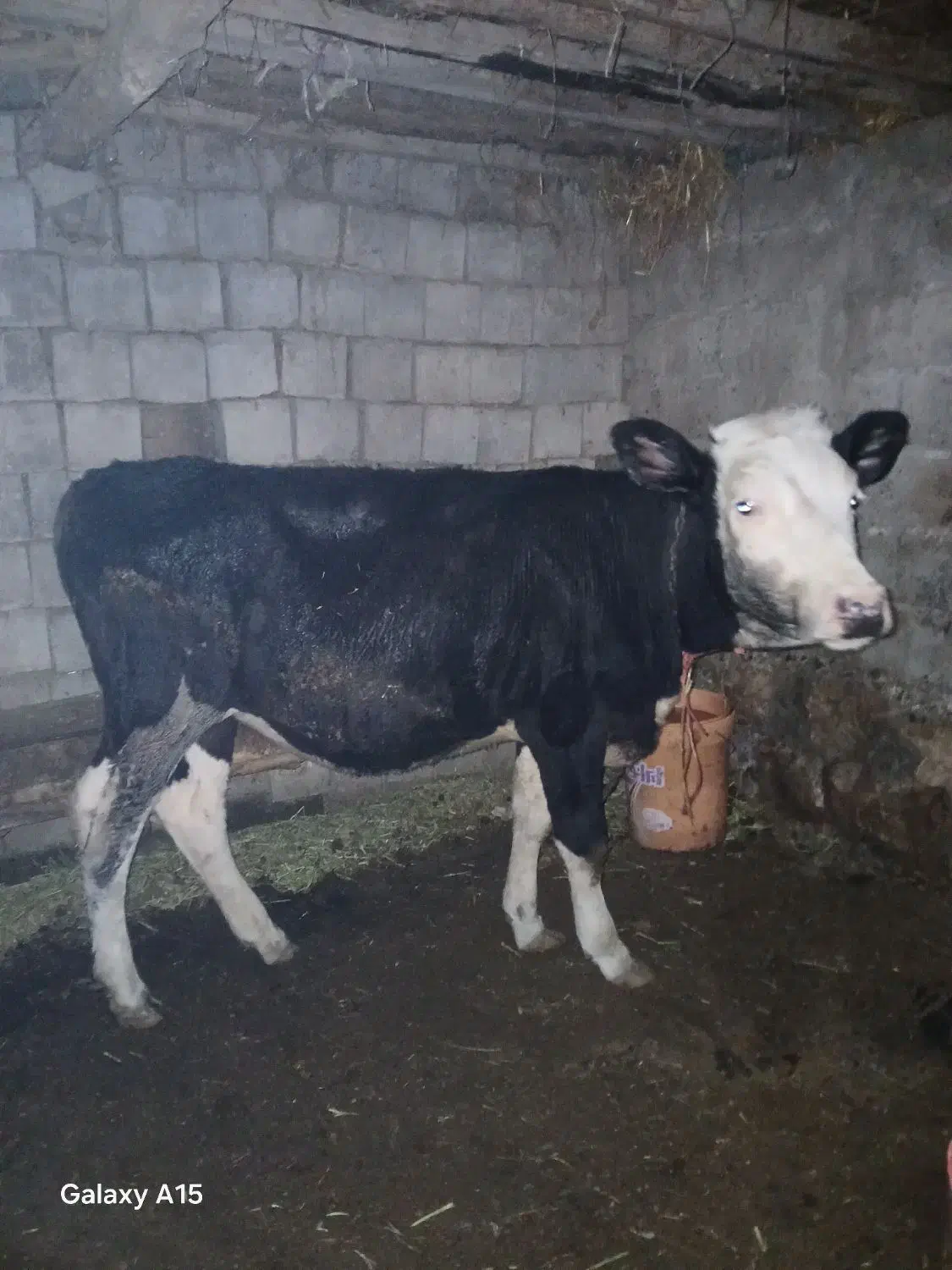 کوساله سمینتال|حیوانات مزرعه|محمدبار, |دیوار