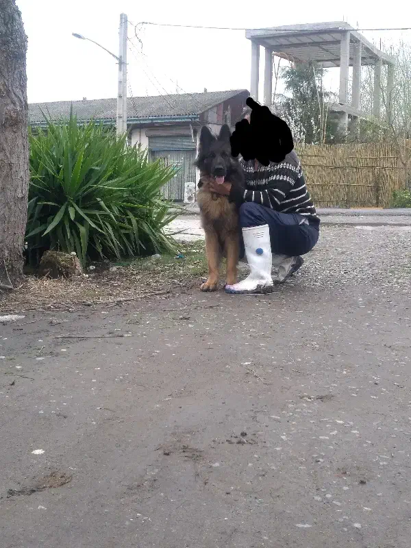 ژرمن شولاین مولد جفت نروماده اصیل،|سگ|آستانه اشرفیه, |دیوار