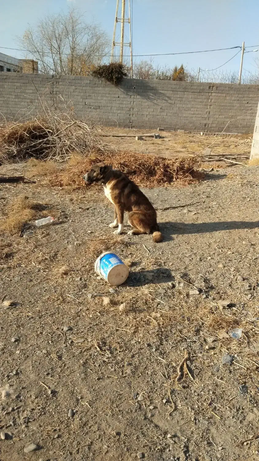 سگ گله معاوضه با گوسفند هم دارم|سگ|مشهد, خرم آباد|دیوار