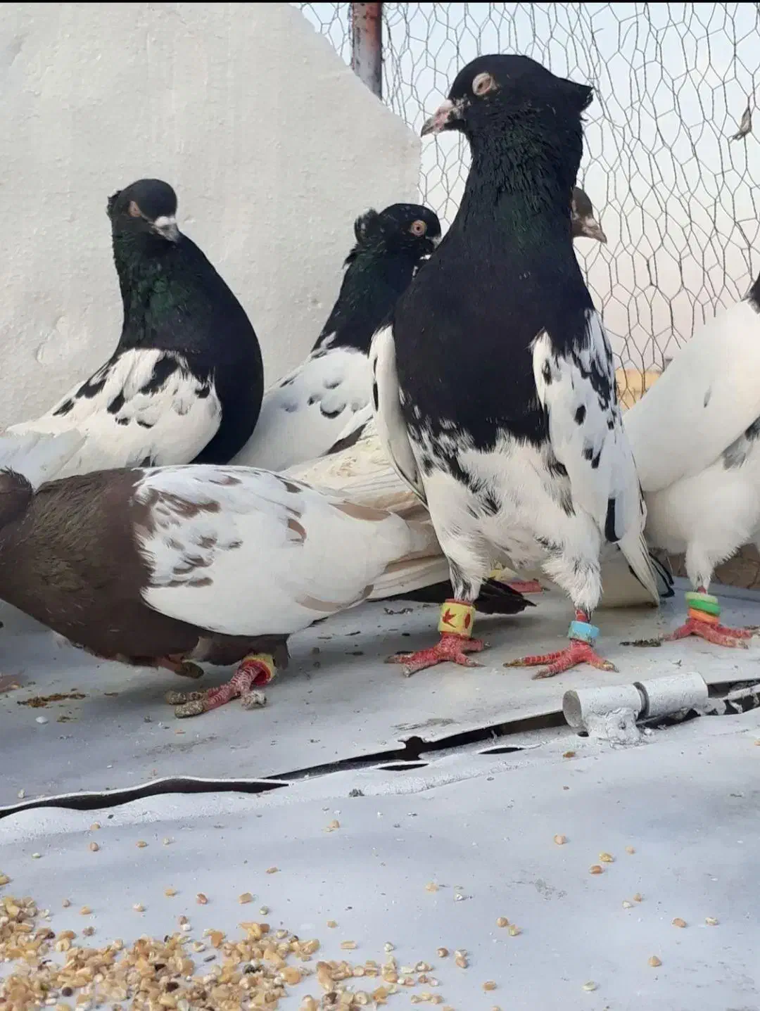 کله.   سینه.   به شرط تخم و جوجه|پرنده|اشتهارد, |دیوار