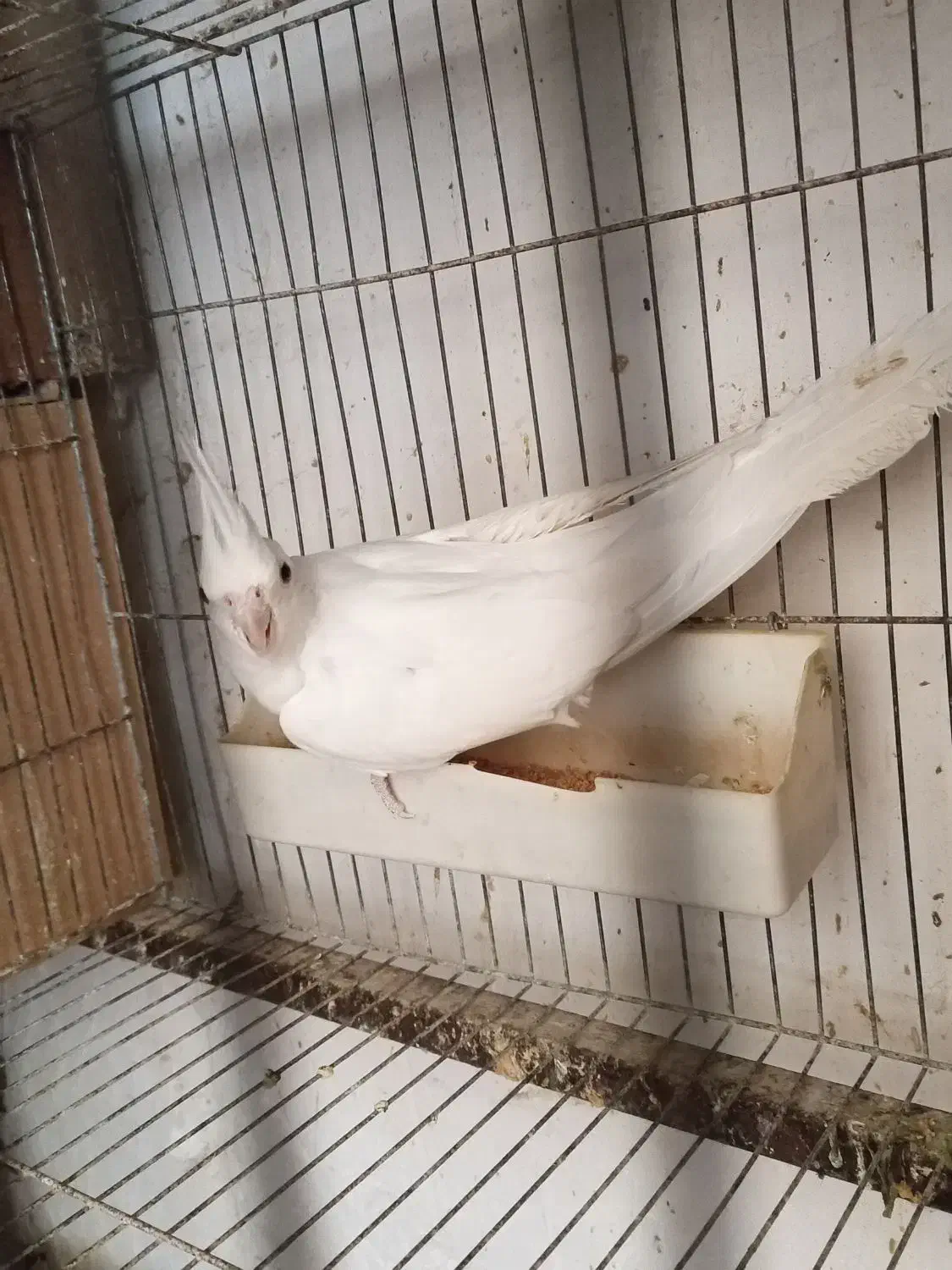 عروس هلندی|پرنده|سرخنکلاته, |دیوار