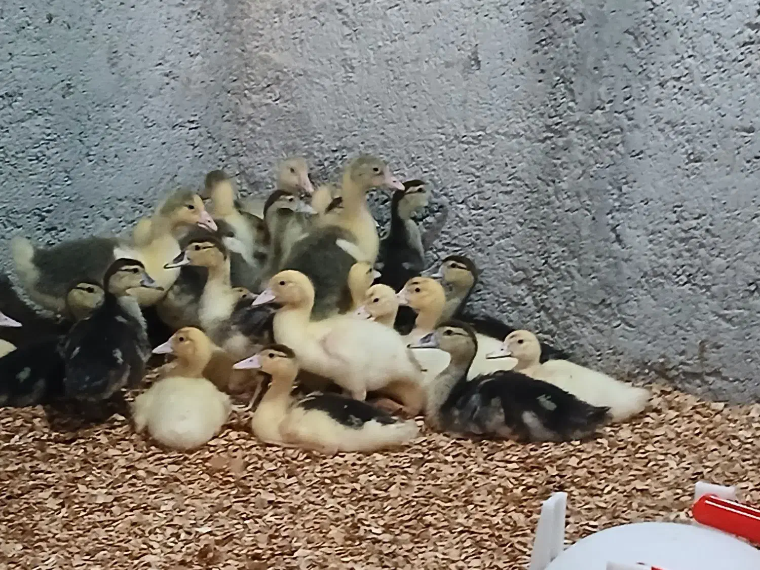 ۱۰ عدد جوجه اردک خارجی|حیوانات مزرعه|ساری, |دیوار